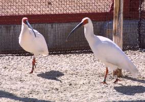2 ibis chicks to go to China